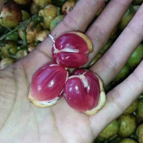 Red Rambai Exotic Fruit Plants (Baccaurea Motleyana)