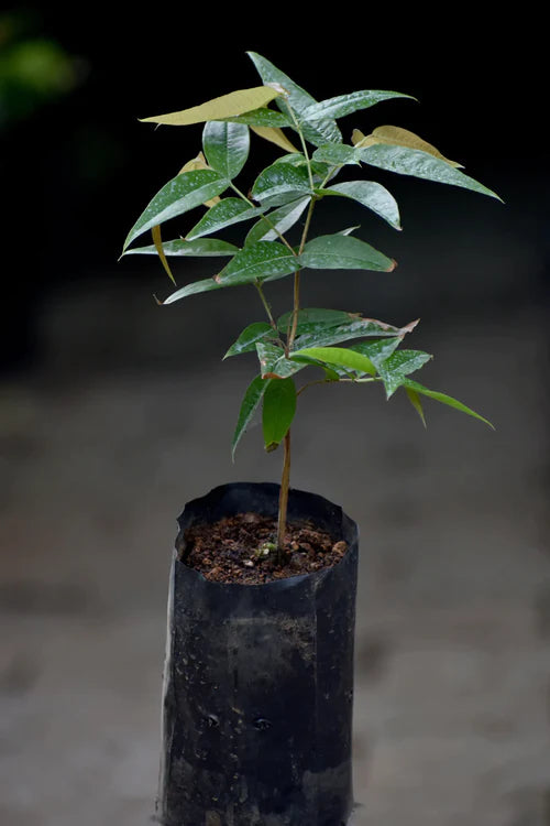 Red Lantern Jaboticaba Exotic Fruit Plants(Plinia Phitrantha Red Lantern)