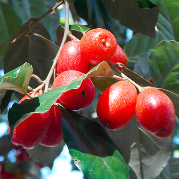 Silver Berry Exotic Fruit Plants (Elaeagnus Commutata)