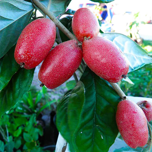 Silver Berry Exotic Fruit Plants (Elaeagnus Commutata)