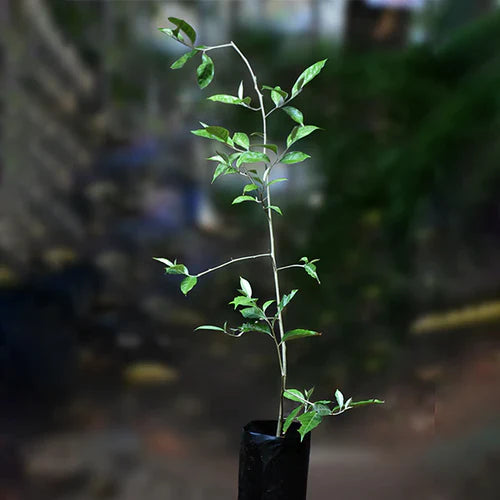 Silver Berry Exotic Fruit Plants (Elaeagnus Commutata)