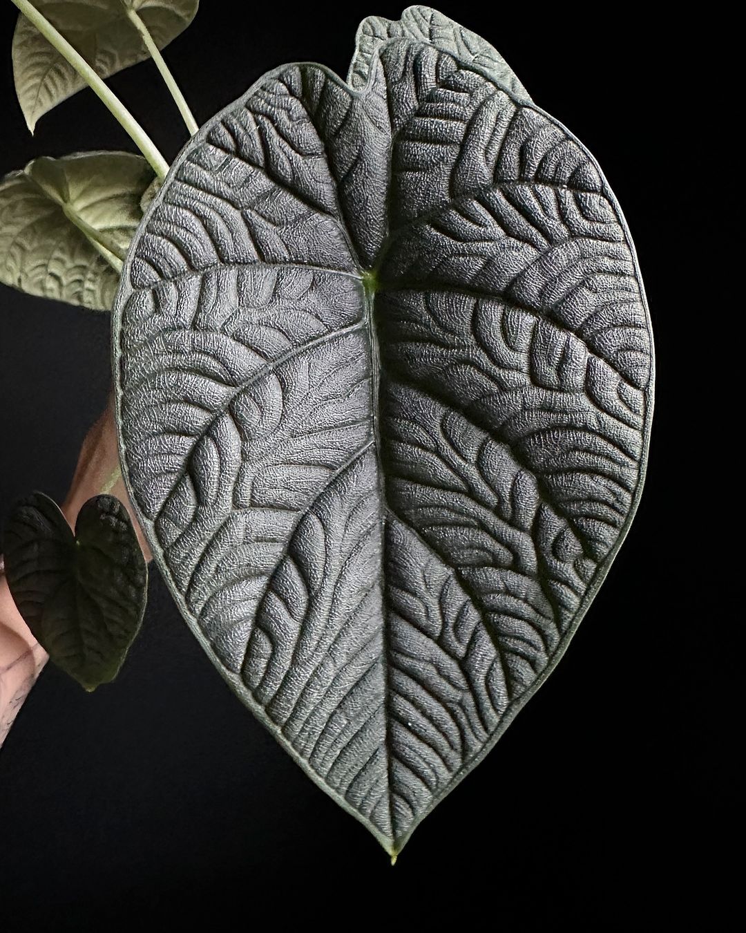 Alocasia Melo 'Tuber'