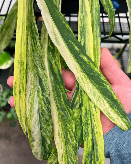 Anthurium Vittarifolium Variegated