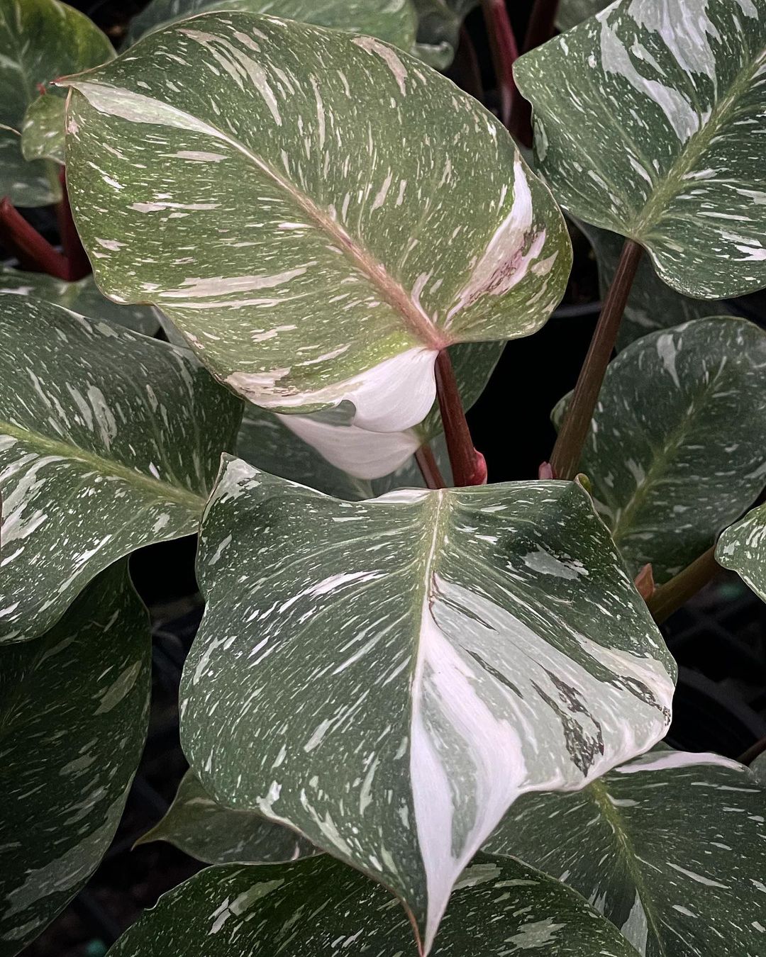 Philodendron White Knight Marble