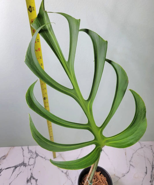 Philodendron Burle Marx Flame