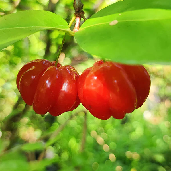 Surinam Cherry Red Exotic Fruit Plants (Eugenia Uniflora)