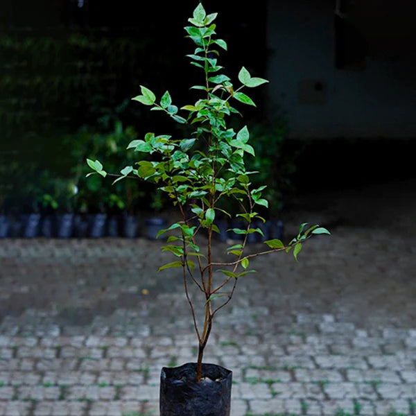 Surinam Cherry Black Exotic Fruit Plants (Eugenia Uniflora)