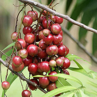 Terengganu Cherry Exotic Fruit Plants (Lepisanthes Alata)