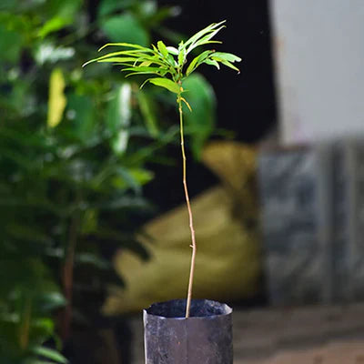 Terengganu Cherry Exotic Fruit Plants (Lepisanthes Alata)