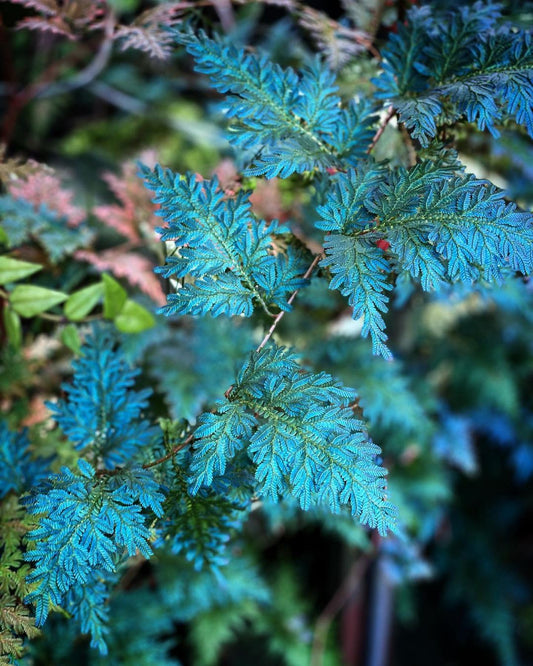 Peacock Fern