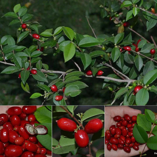 Mystery Exotic Fruit Plants (Syzygium SP)