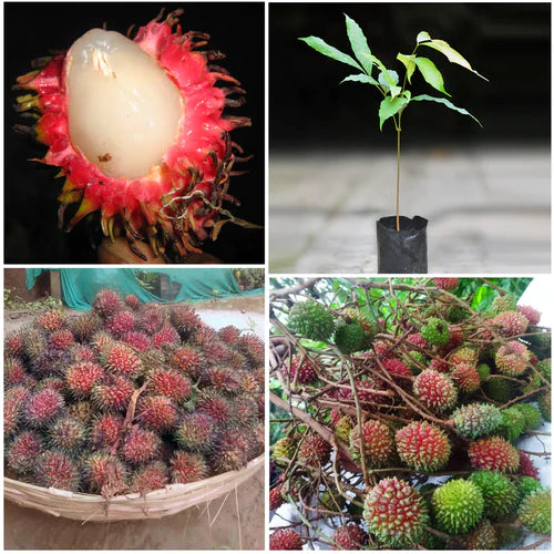 Tadal Exotic Fruit Plants (Nephelium ramboutan-ake)
