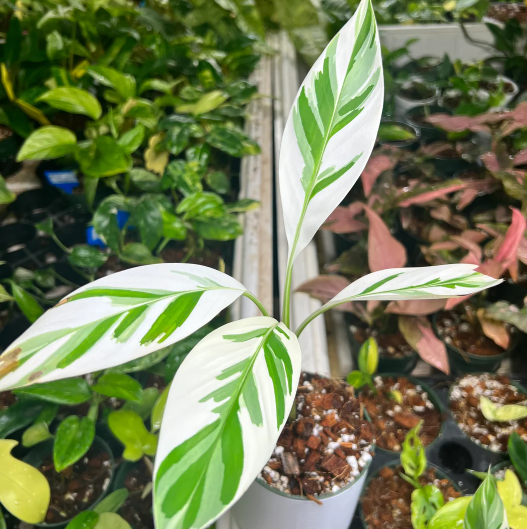 Variegated Banana Musa Albo