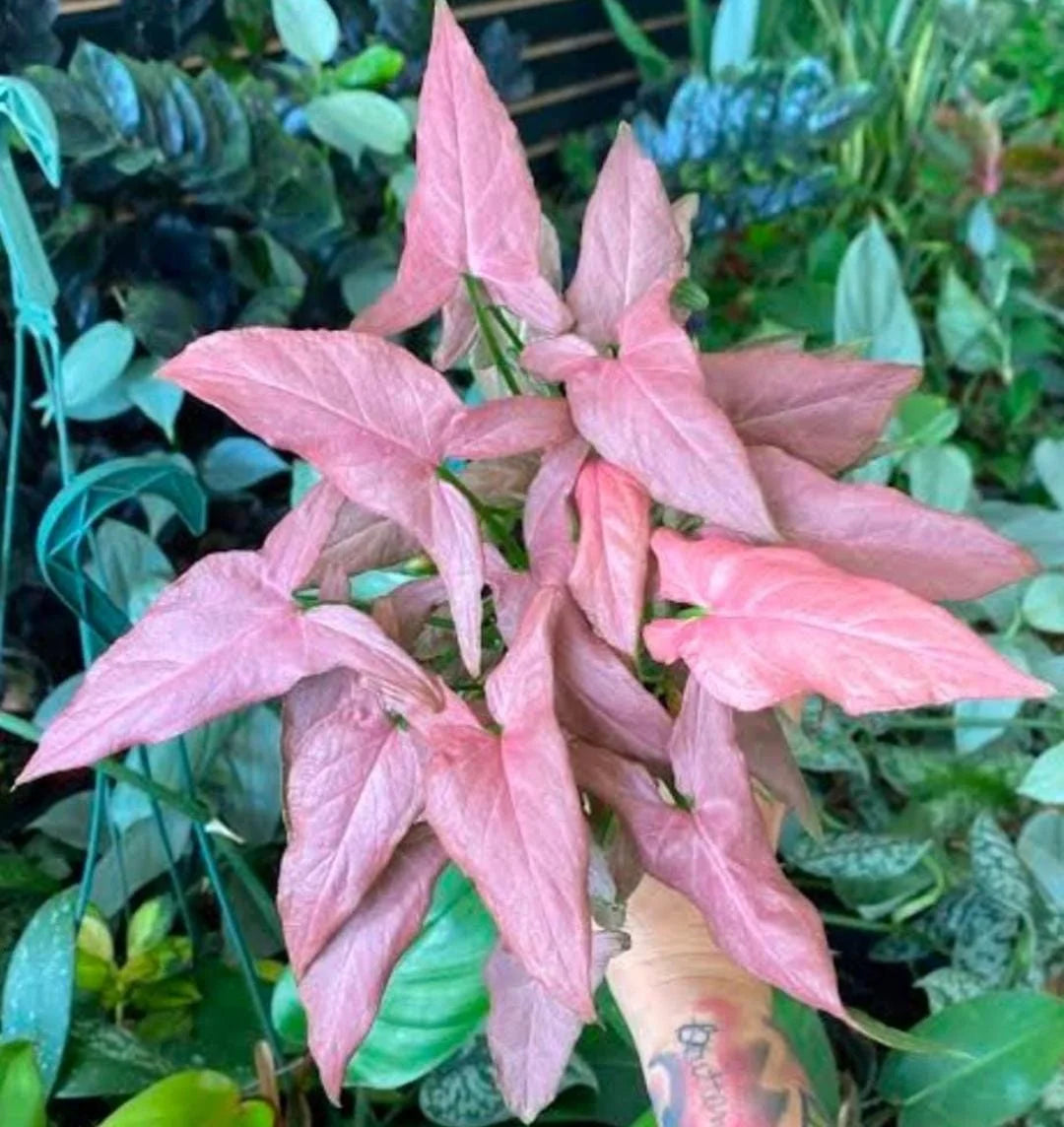 Syngonium Podophyllum Pink 'Mickey'