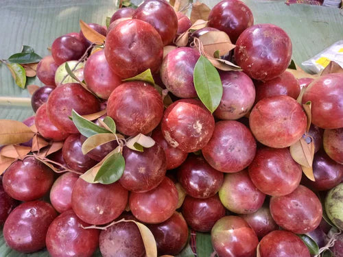 Red Star Apple Exotic Fruit Plants (Chrysophyllum Cainito)