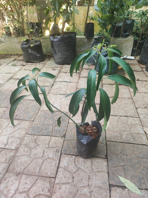 Kottukonam Mango Exotic Fruit Plants