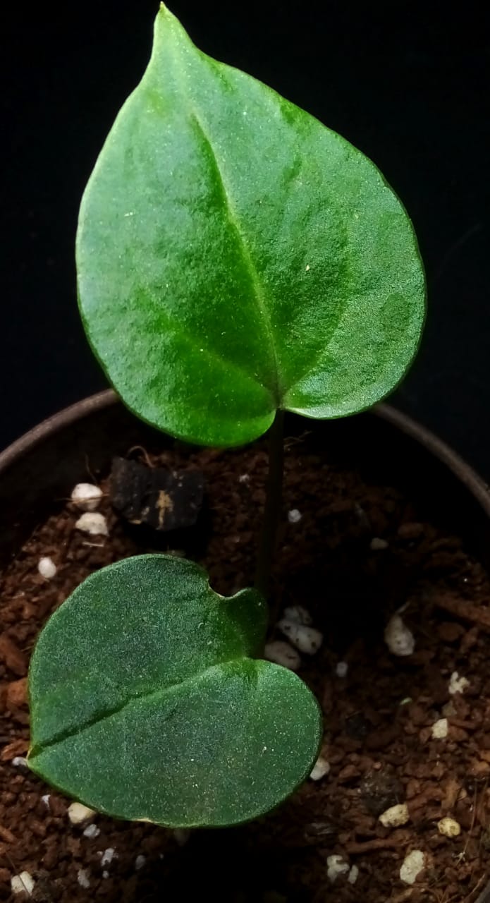 Anthurium Clarinervium Juvenile