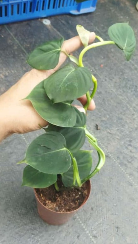 Philodendron Lupinum