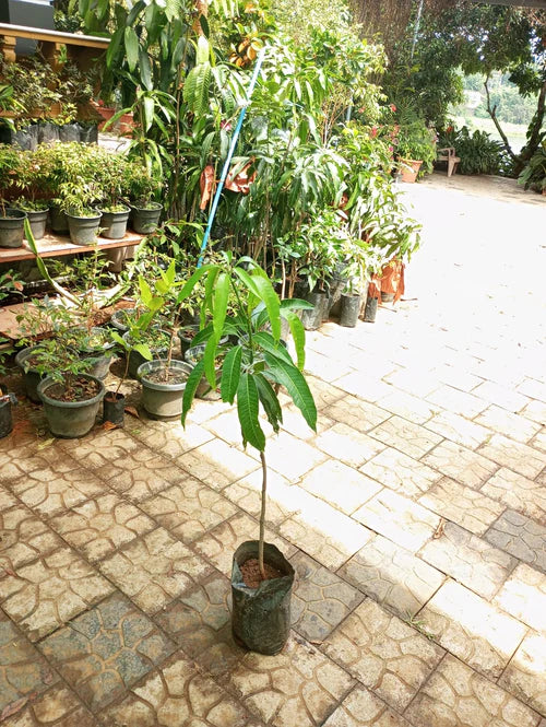 Miyazaki Mango Exotic Fruit Plants Grafted