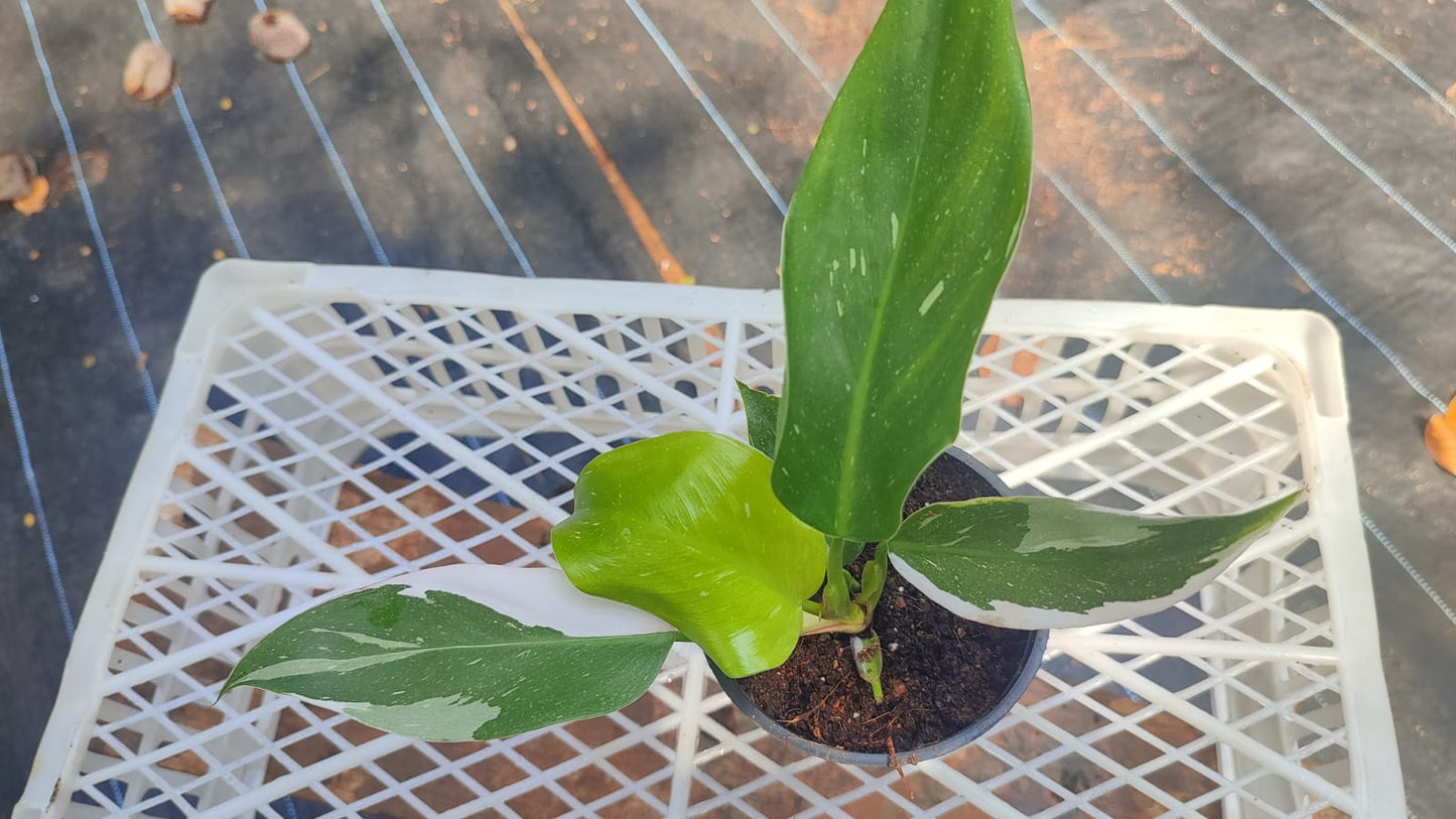 Philodendron 'White Princess' Medium