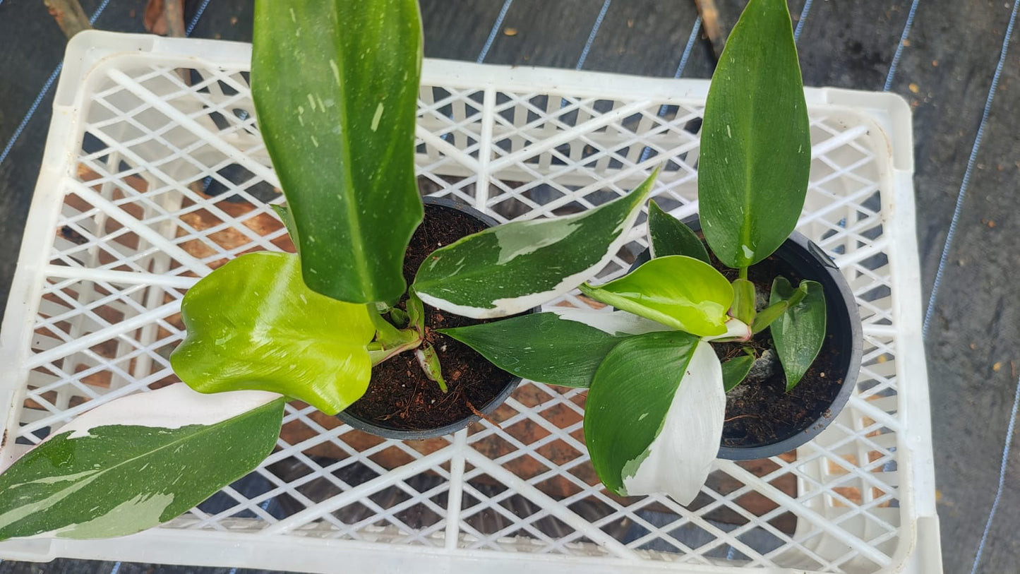 Philodendron 'White Princess' Medium