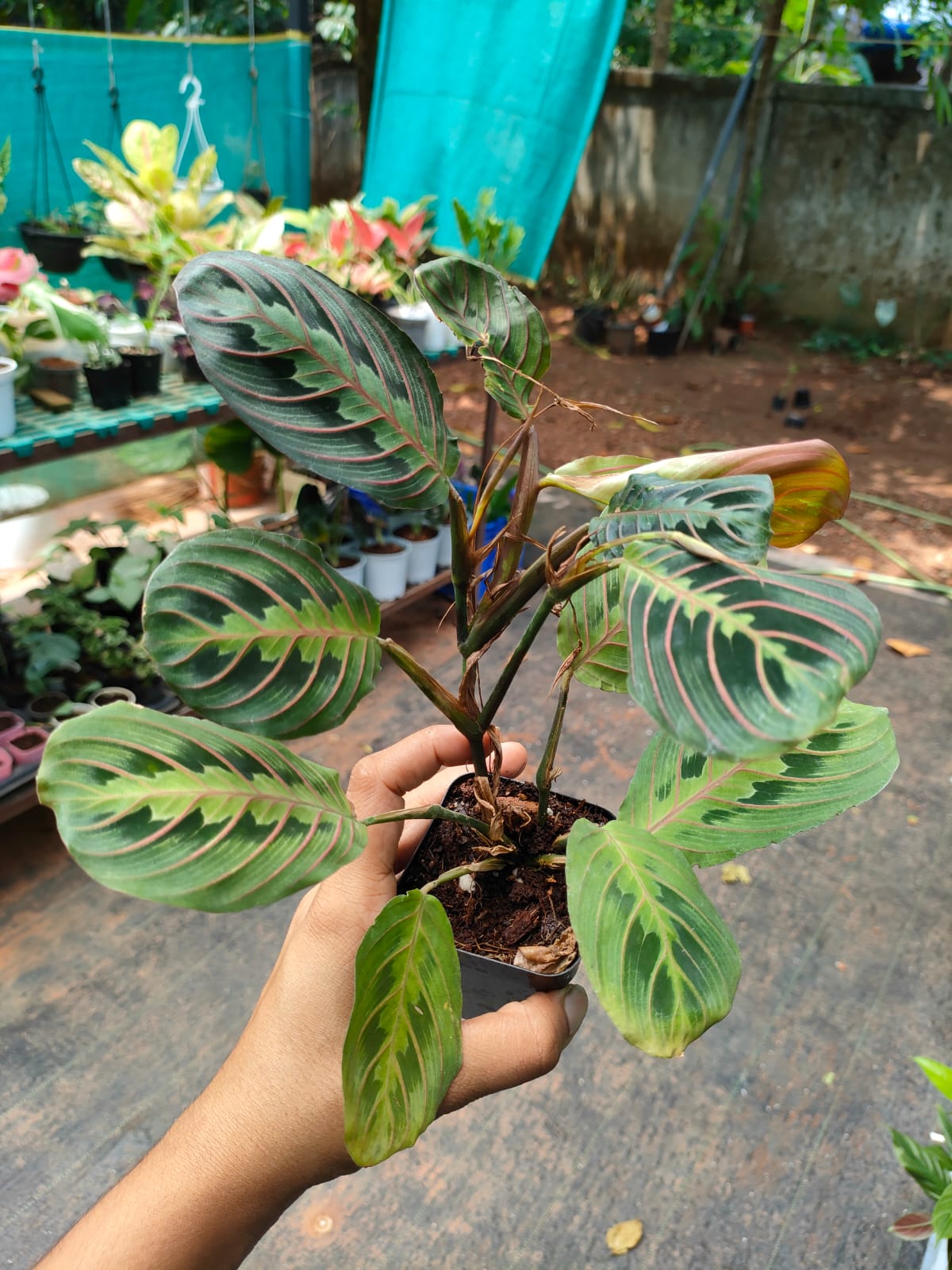 Maranta Leuconeura Red Vein