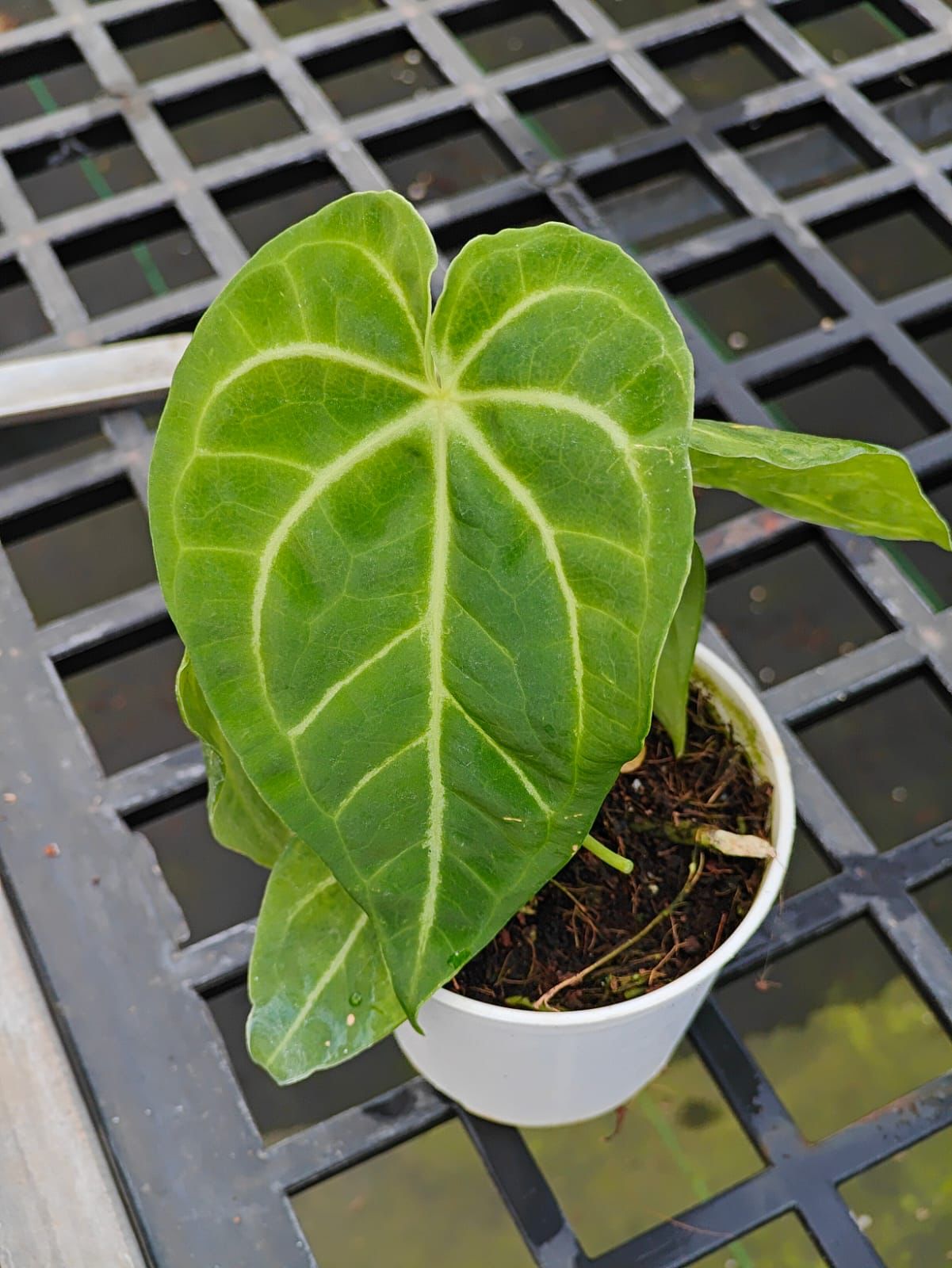 Anthurium Crystal Hope Hybrid