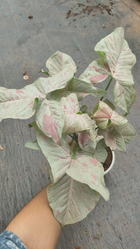 Syngonium millk confetti