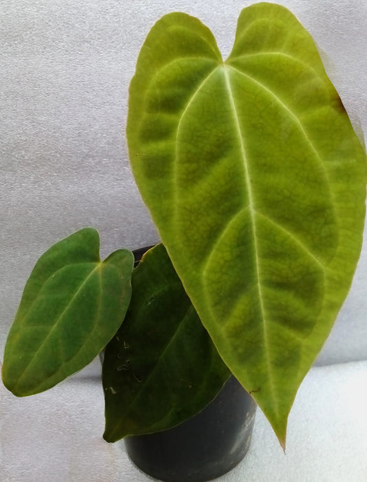 Anthurium Papillilaminum Hybrid