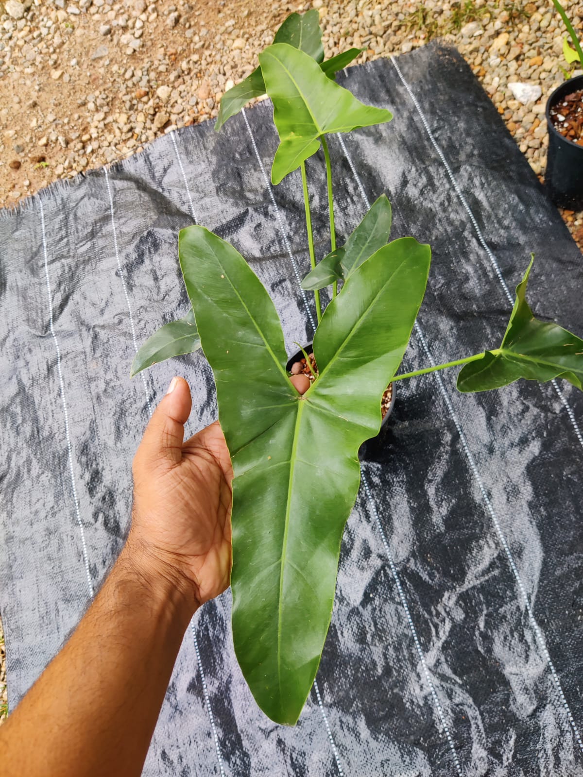 Philodendron Stenolobum