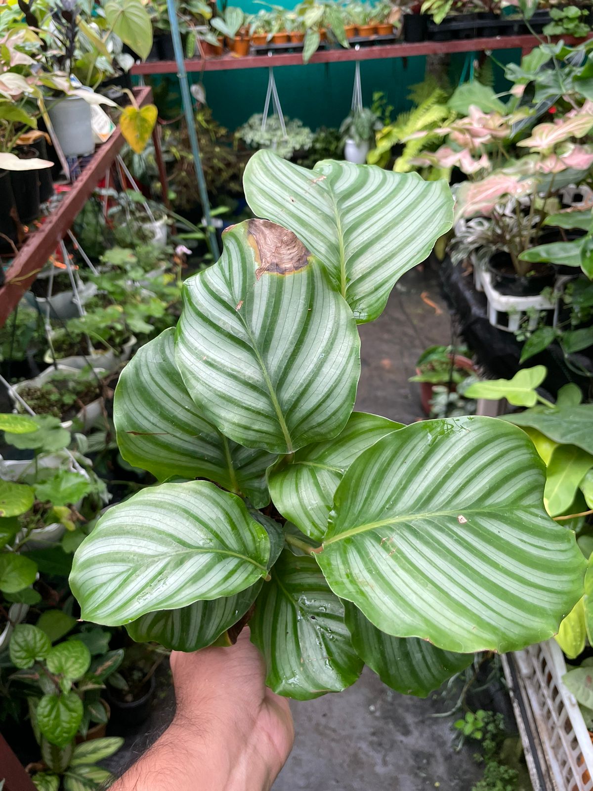 Calathea Orbifolia