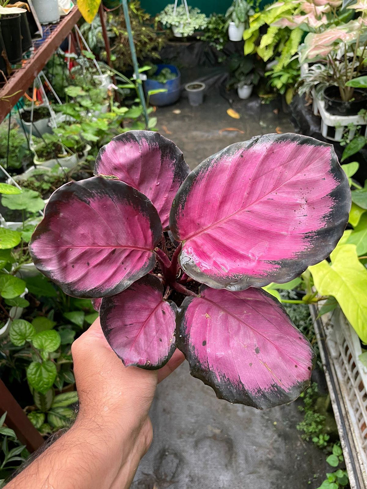 Calathea Picturata Crimson