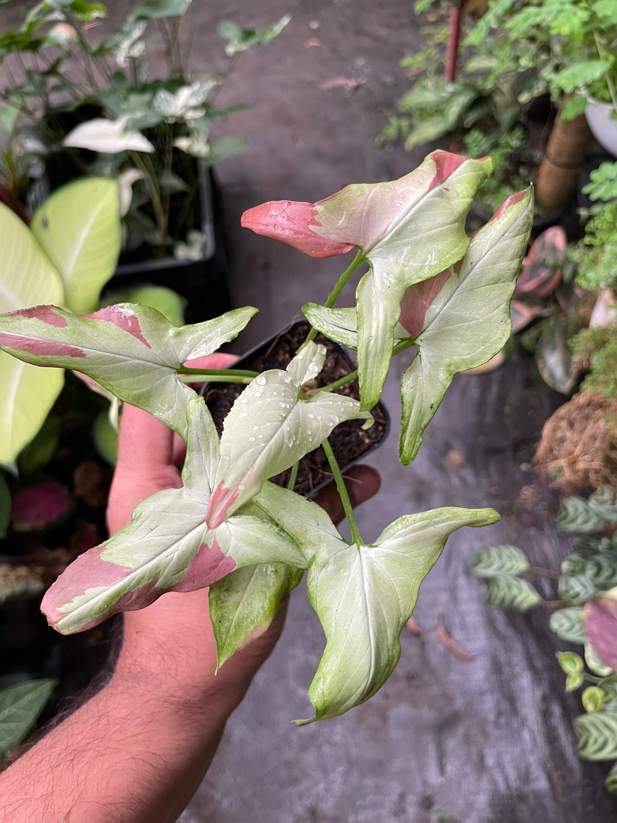 Syngonium Pink Salmon 'Strawberry Milkshake'