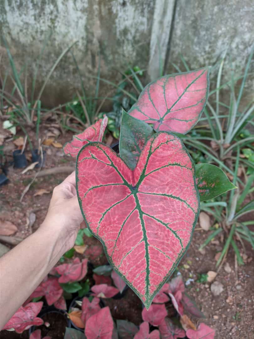 Caladium Bleeding Heart 'Bulb'