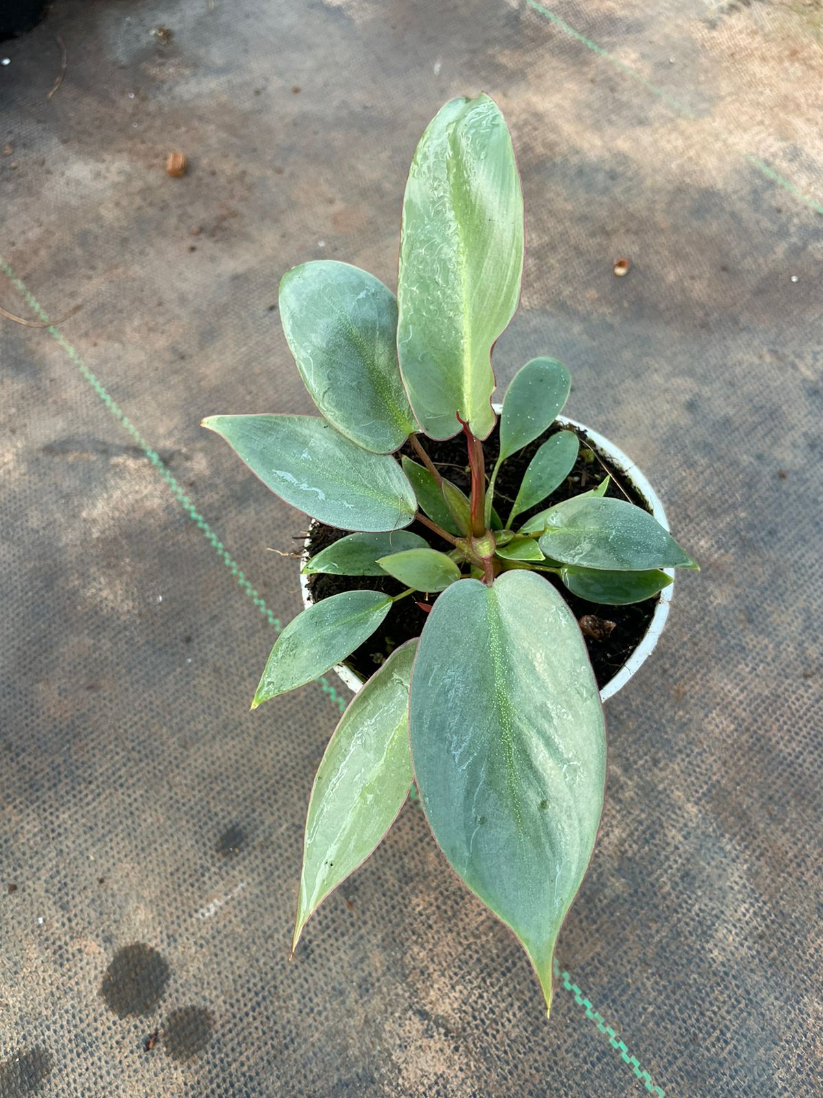 Philodendron Atabapoense