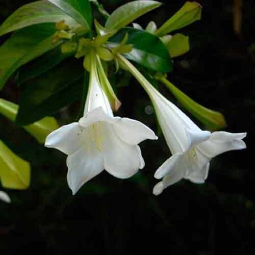 Portlandia Grandiflora