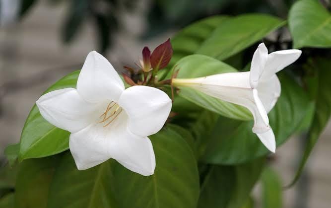 Portlandia Grandiflora