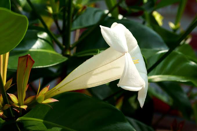 Portlandia Grandiflora