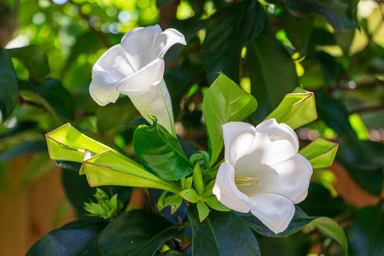 Portlandia Grandiflora