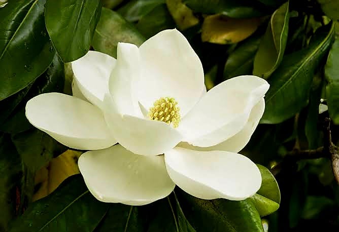 Magnolia Grandiflora