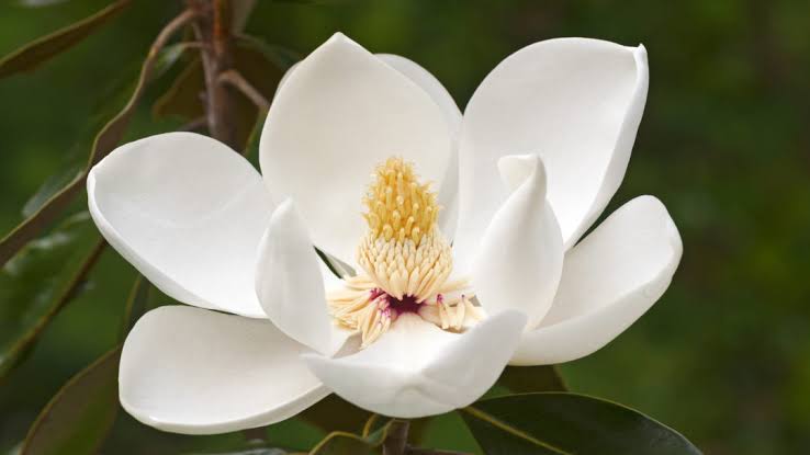 Magnolia Grandiflora