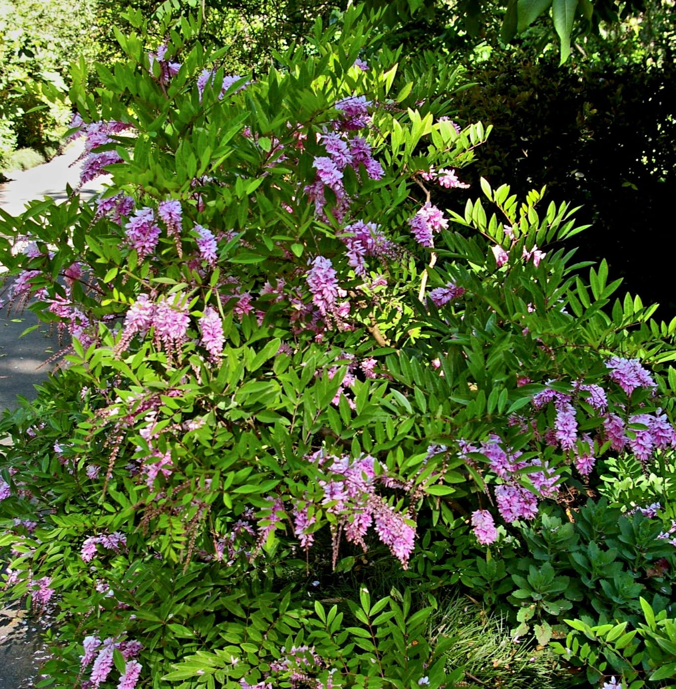 Summer Wisteria