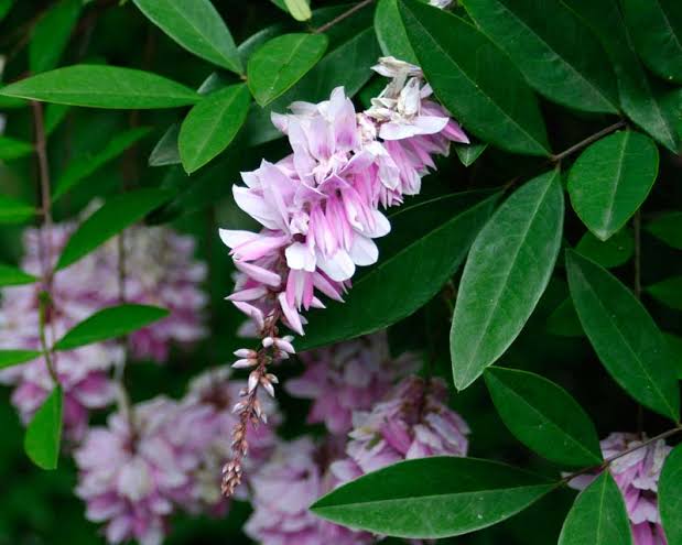 Summer Wisteria