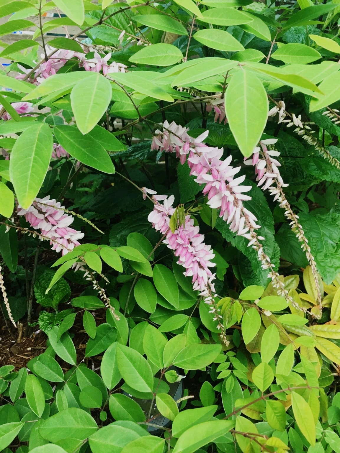 Summer Wisteria