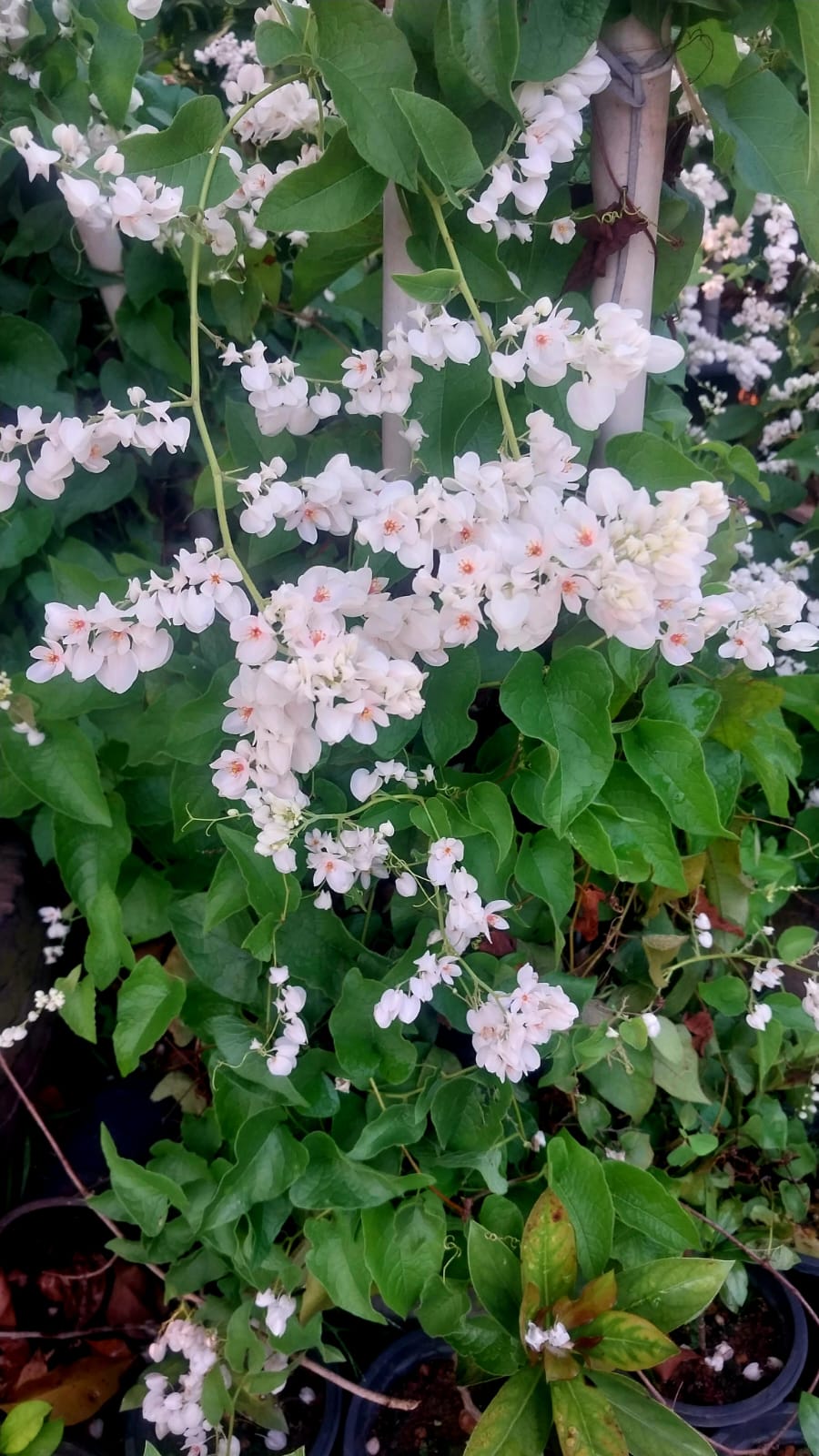 Coral Vine Alba