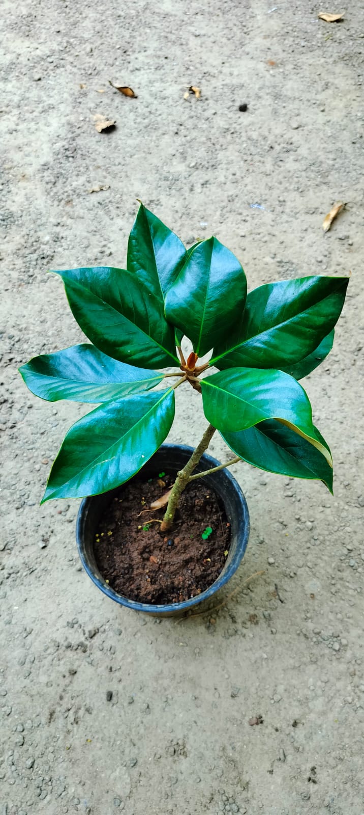 Magnolia Grandiflora