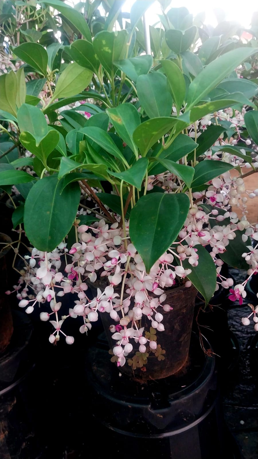 Medinilla Mindorensis 'Bushy'