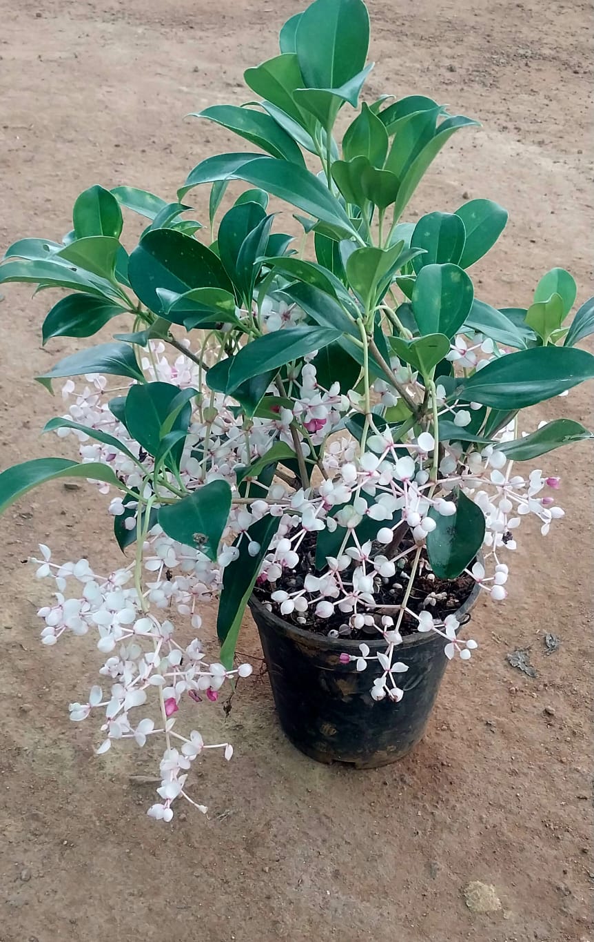 Medinilla Mindorensis 'Bushy'