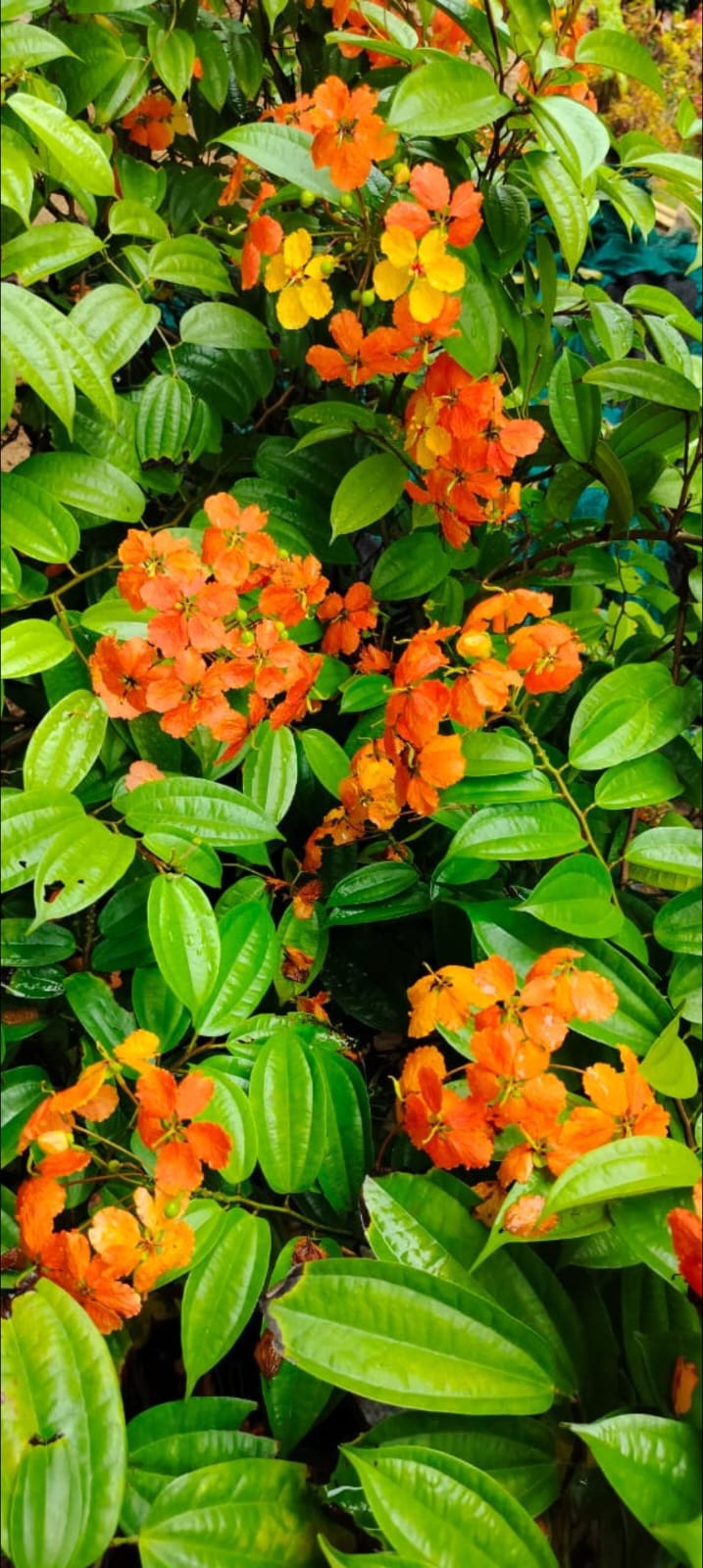 Bahunia coccinea/Phanera coccinea/ Coccinea vine