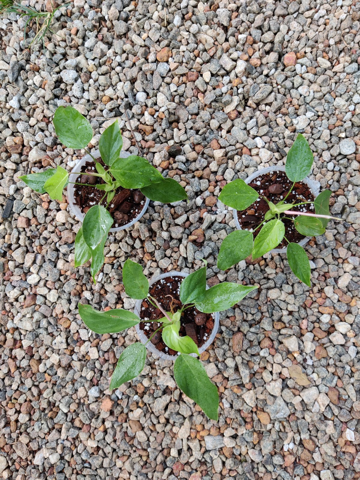 Philodendron Ornatum